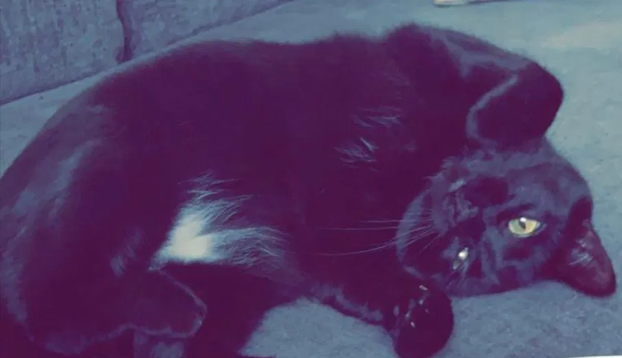 Lost cat in Temperance, MI, 48182