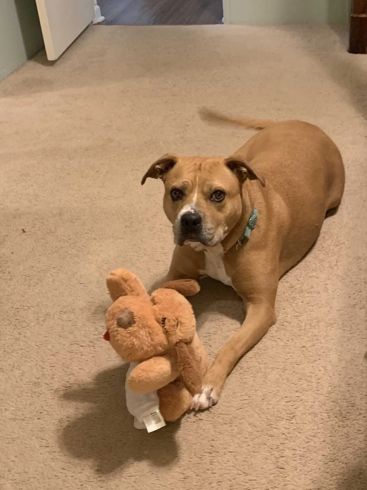 Lost dog in Seneca, SC, 29678