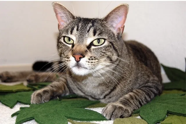 Lost cat in Austin, TX, 78727