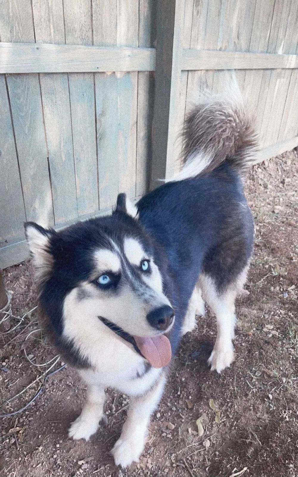 Lost dog in Ashland, PA, 17921