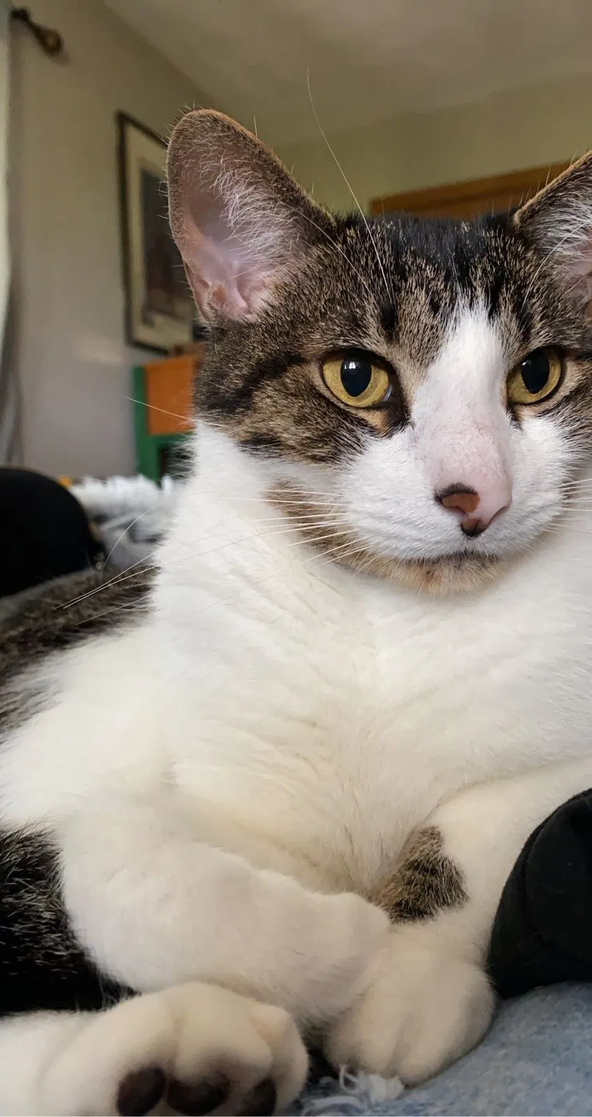 Lost cat in Woodstock, IL, 60098
