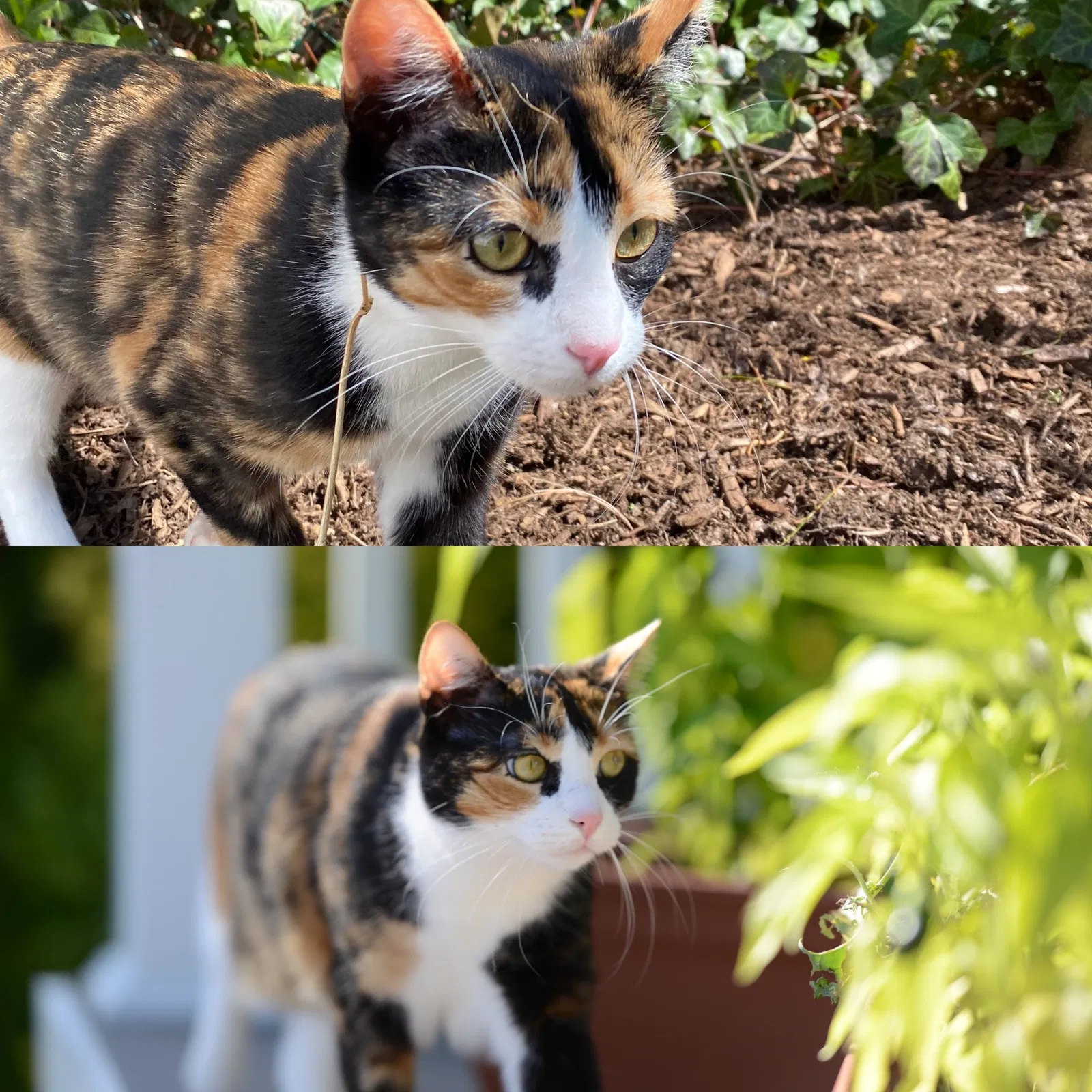 Lost cat in East Northport, NY, 11731