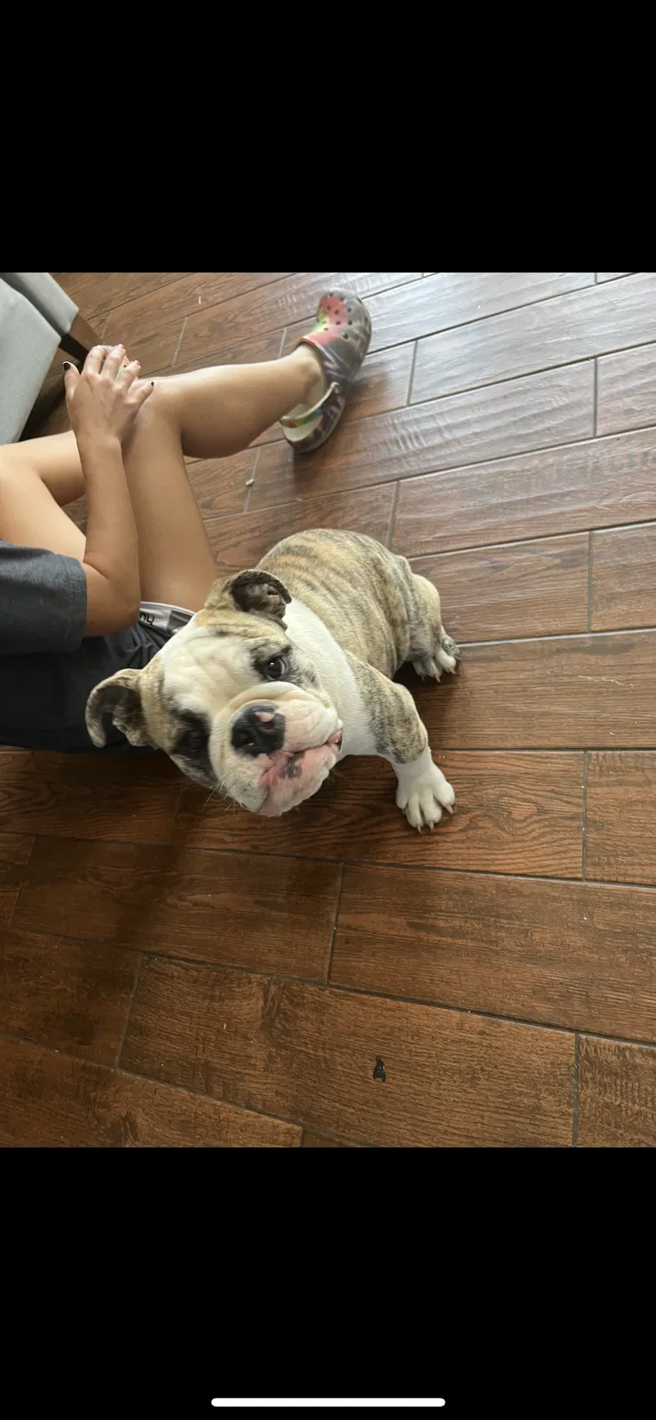 Lost dog in Chino Hills, CA, 91709