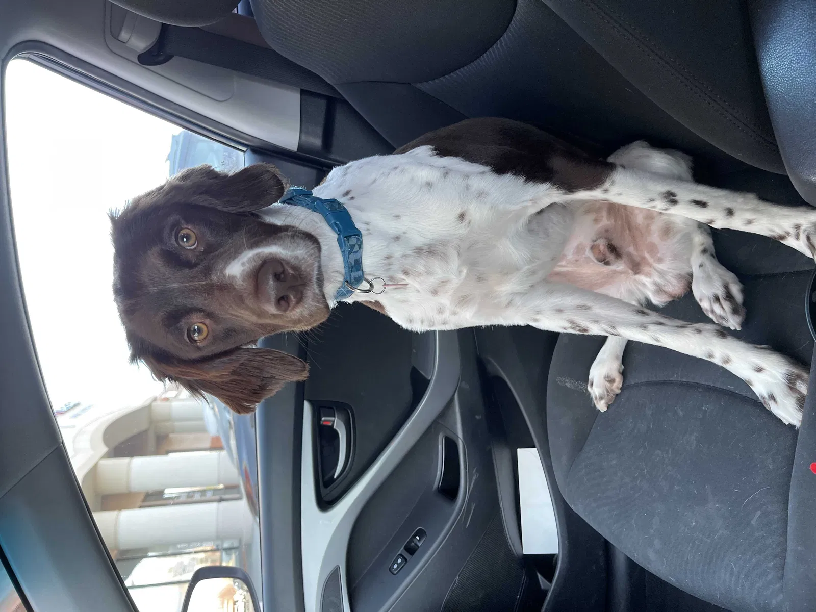 Lost dog in Provo, UT, 84601