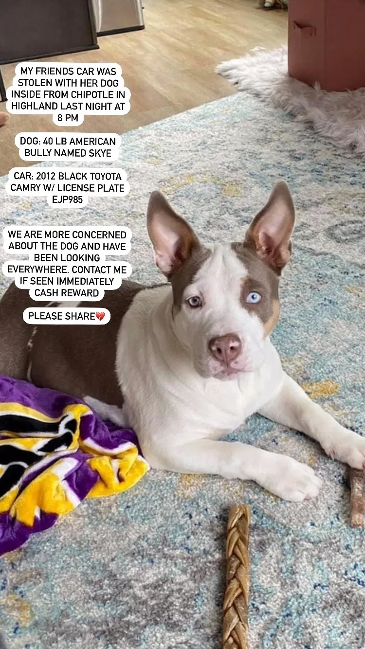 Lost dog in Saint Paul, MN, 55116