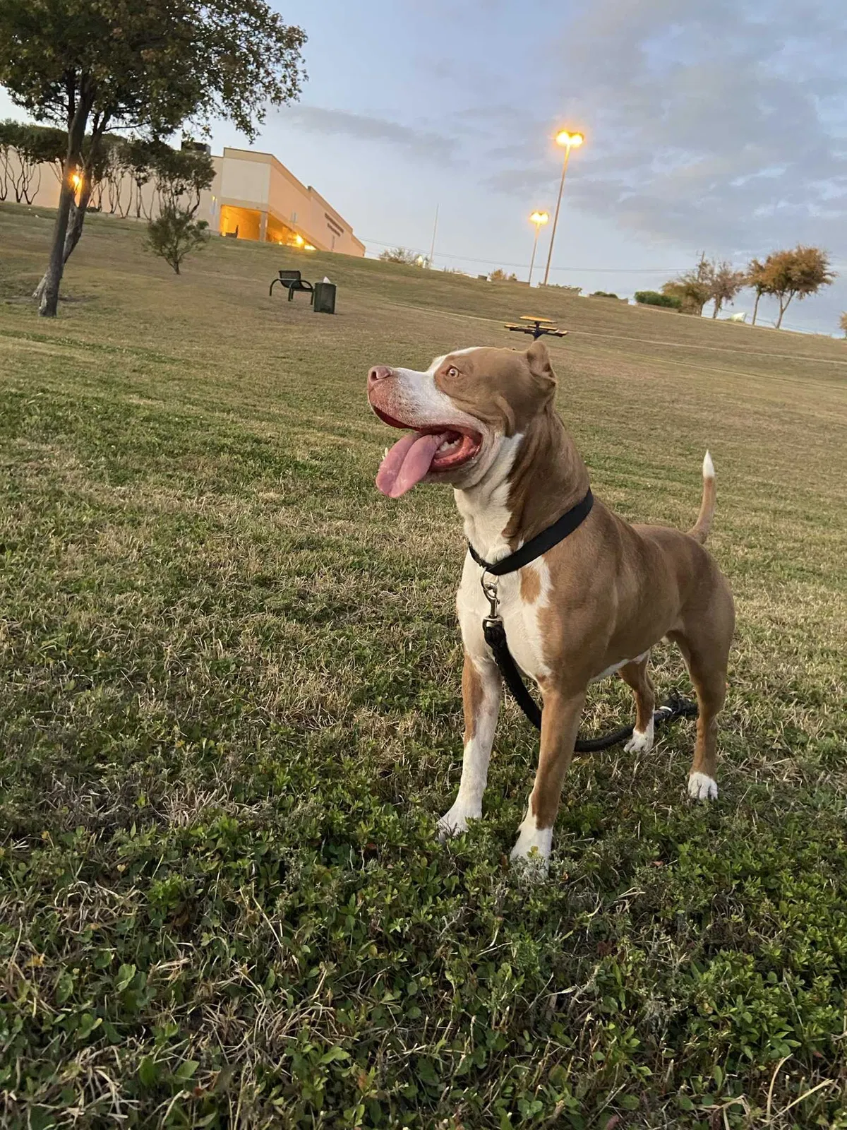 Lost dog in Garland, TX, 75040