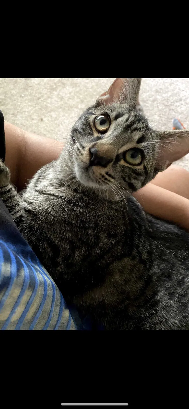 Lost cat in Atlanta, GA, 30344