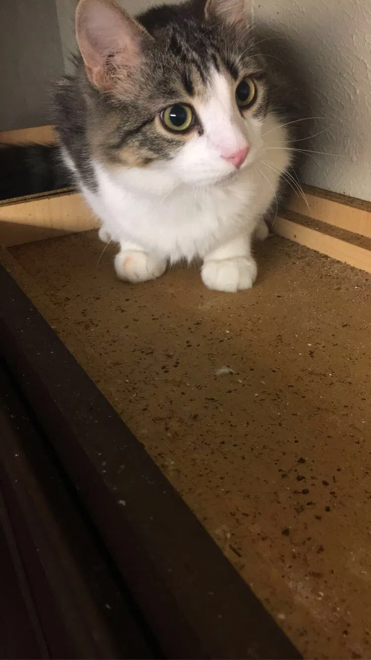 Lost cat in Tulsa, OK, 74105
