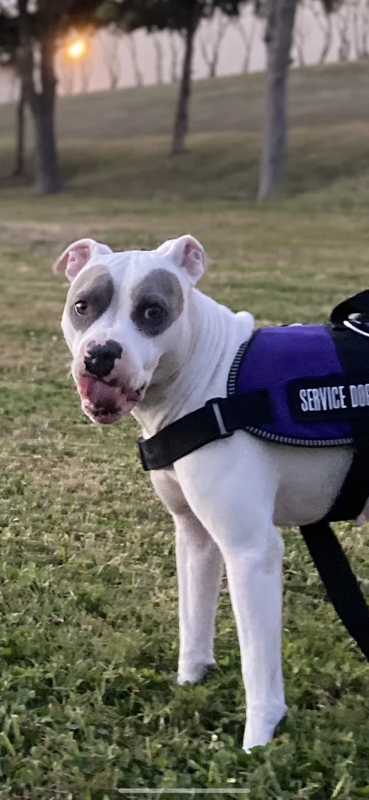 Lost dog in Garland, TX, 75040