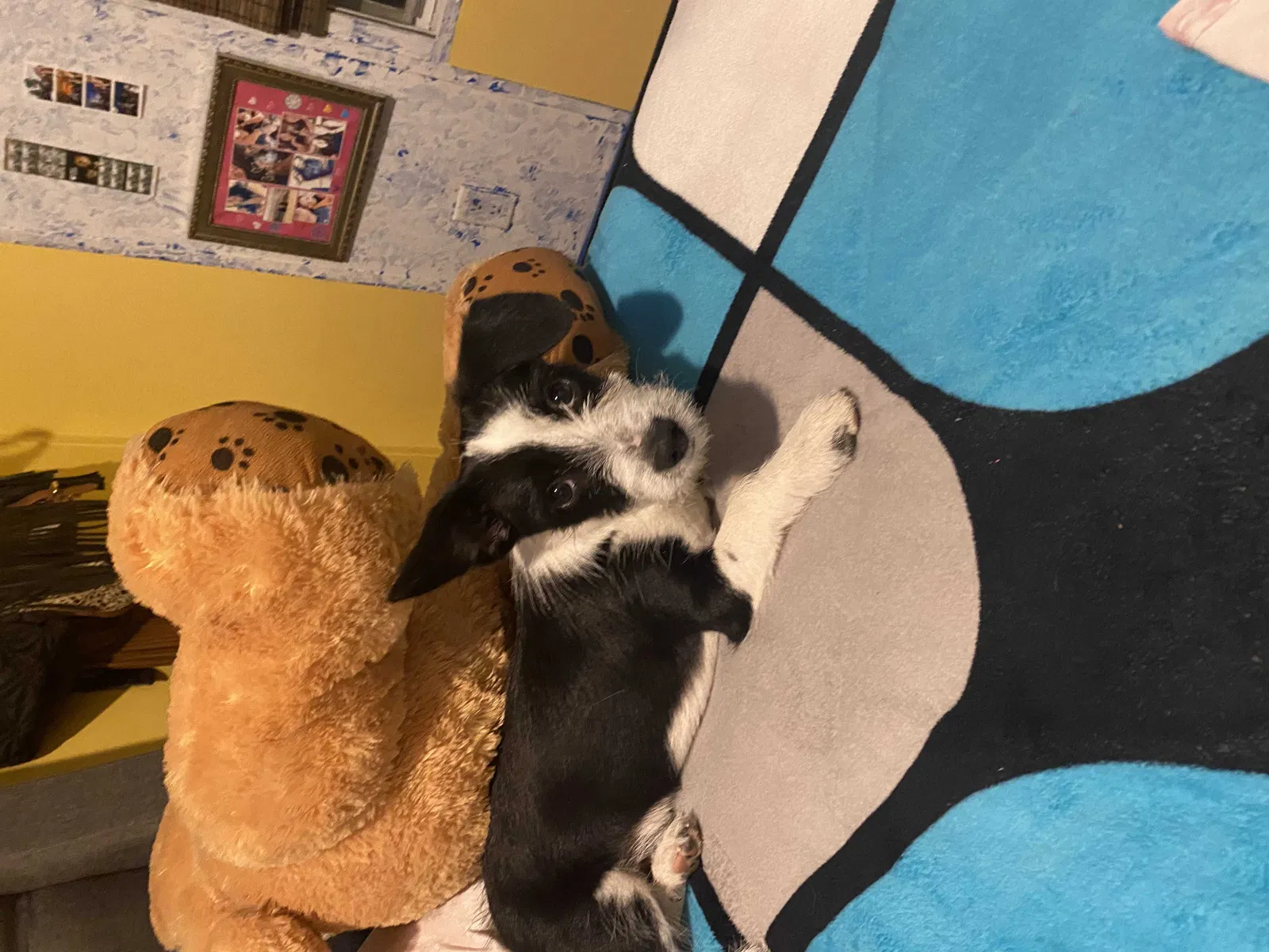 Lost dog in El Paso, TX, 79927
