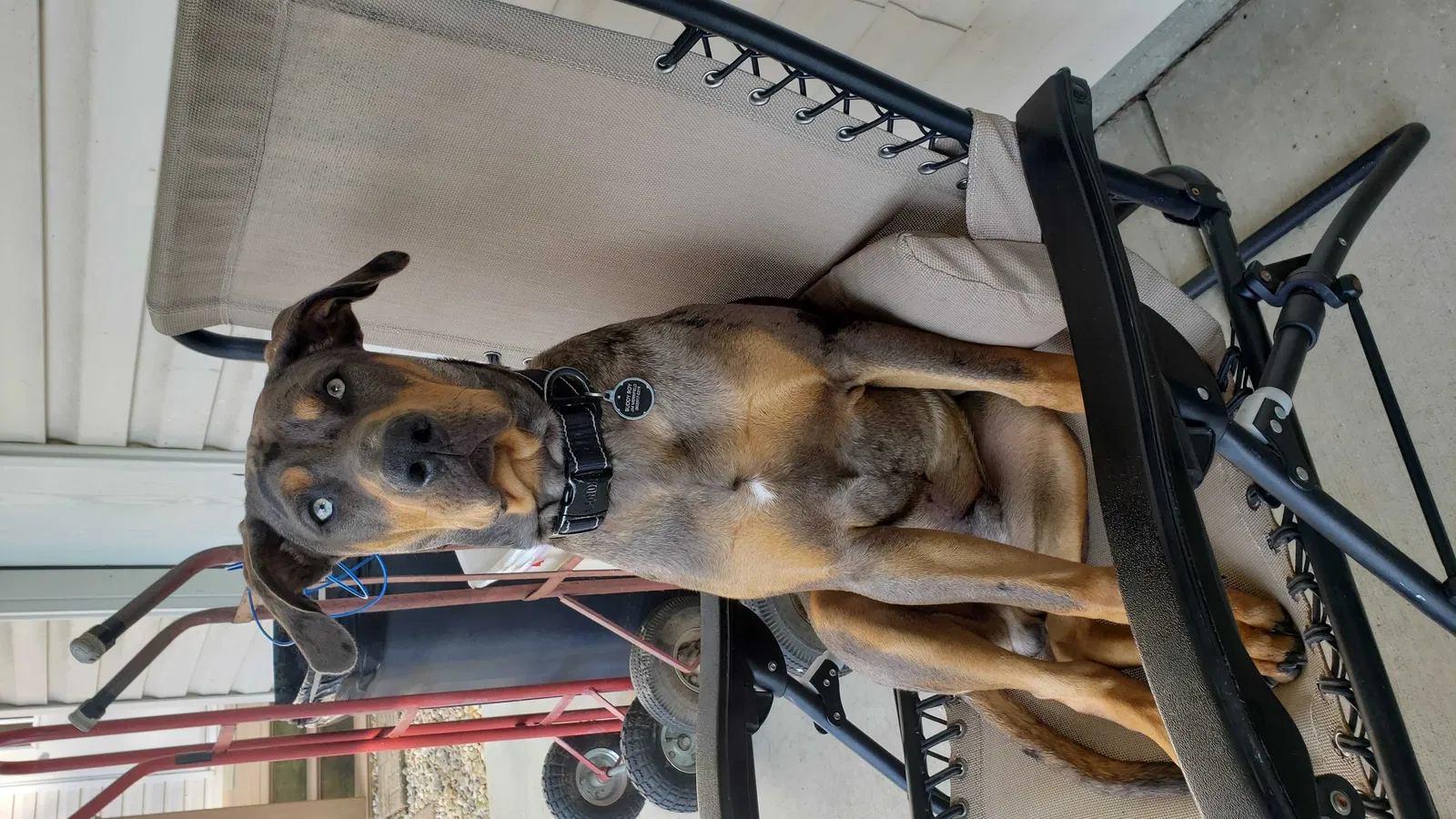 Lost dog in Tower Hill, IL, 62571