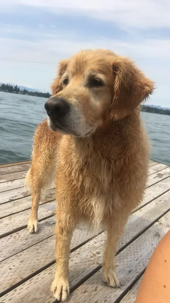 Lost dog in Bonney Lake, WA, 98391