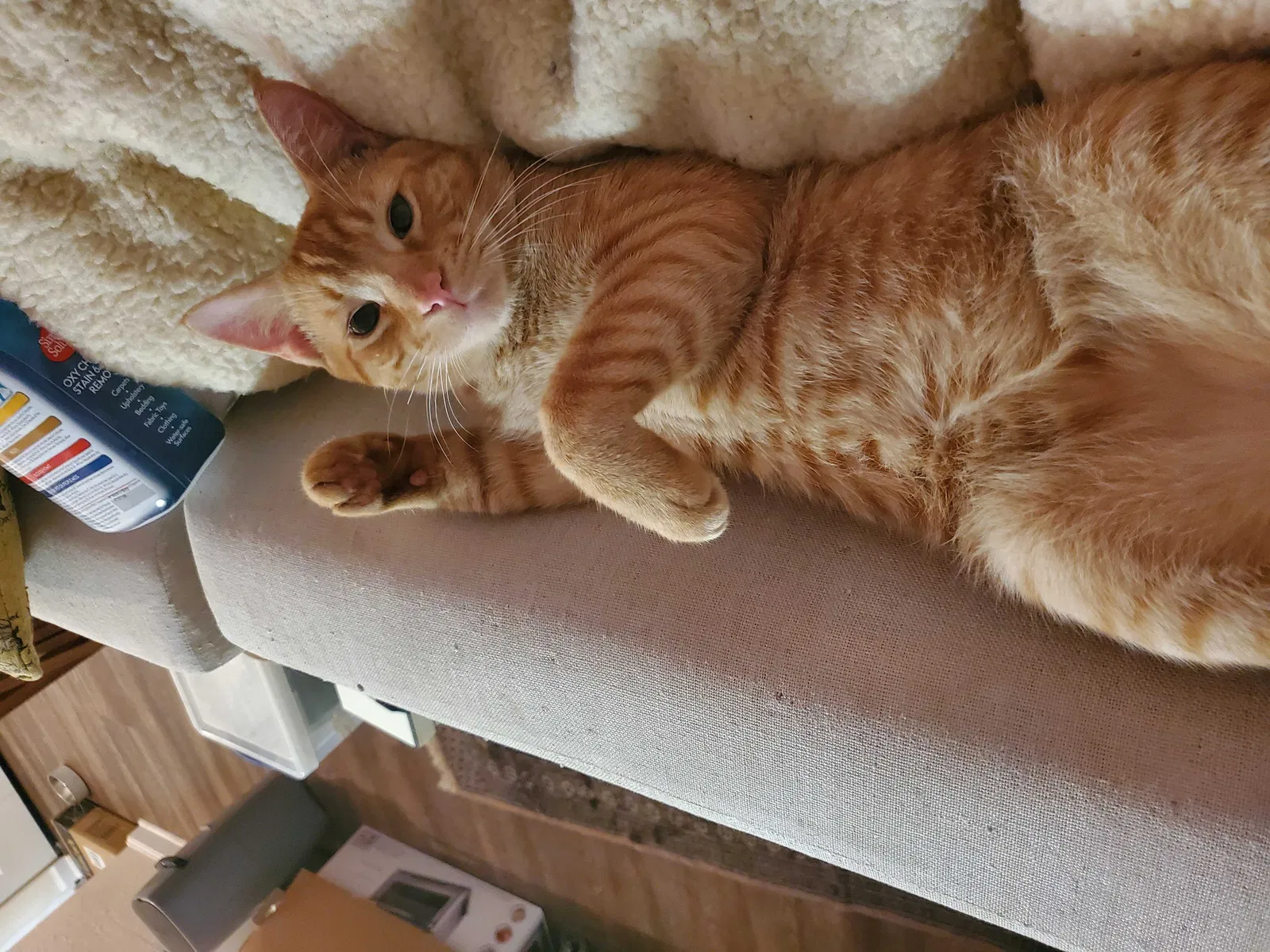 Lost cat in Jacksonville, FL, 32210