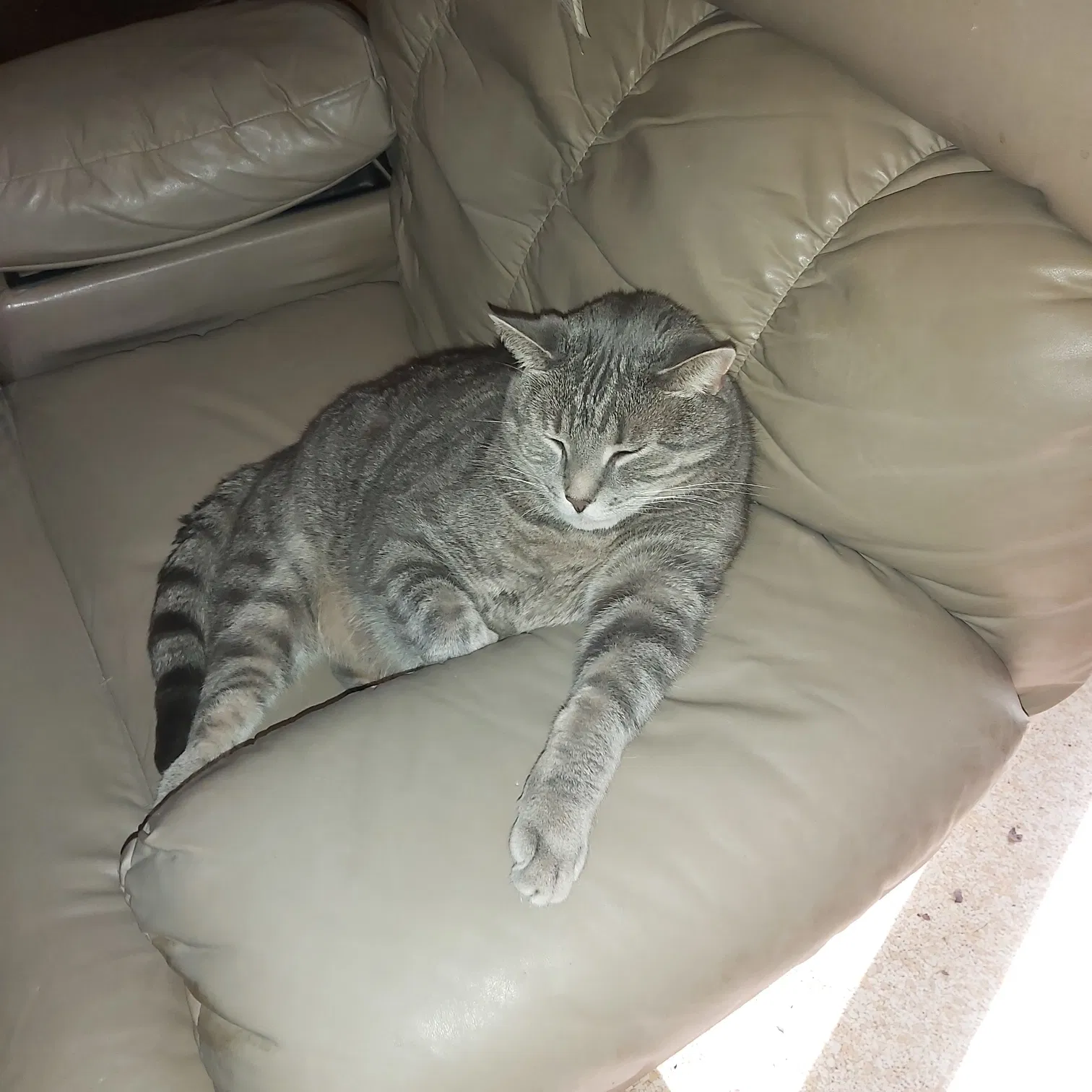 Lost cat in Reading, PA, 19605