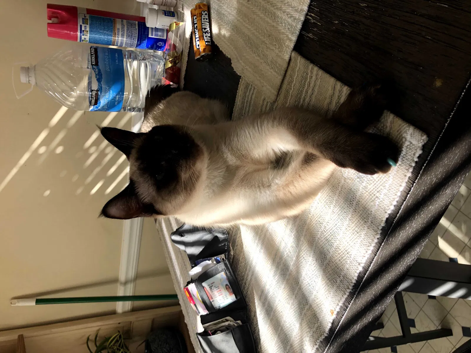 Lost cat in Covington, GA, 30016