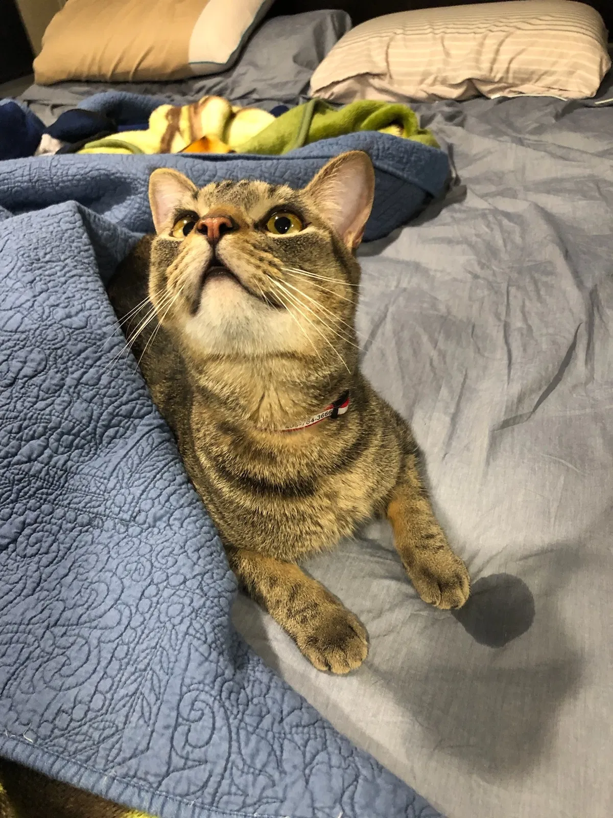 Lost cat in Coeur D Alene, ID, 83815