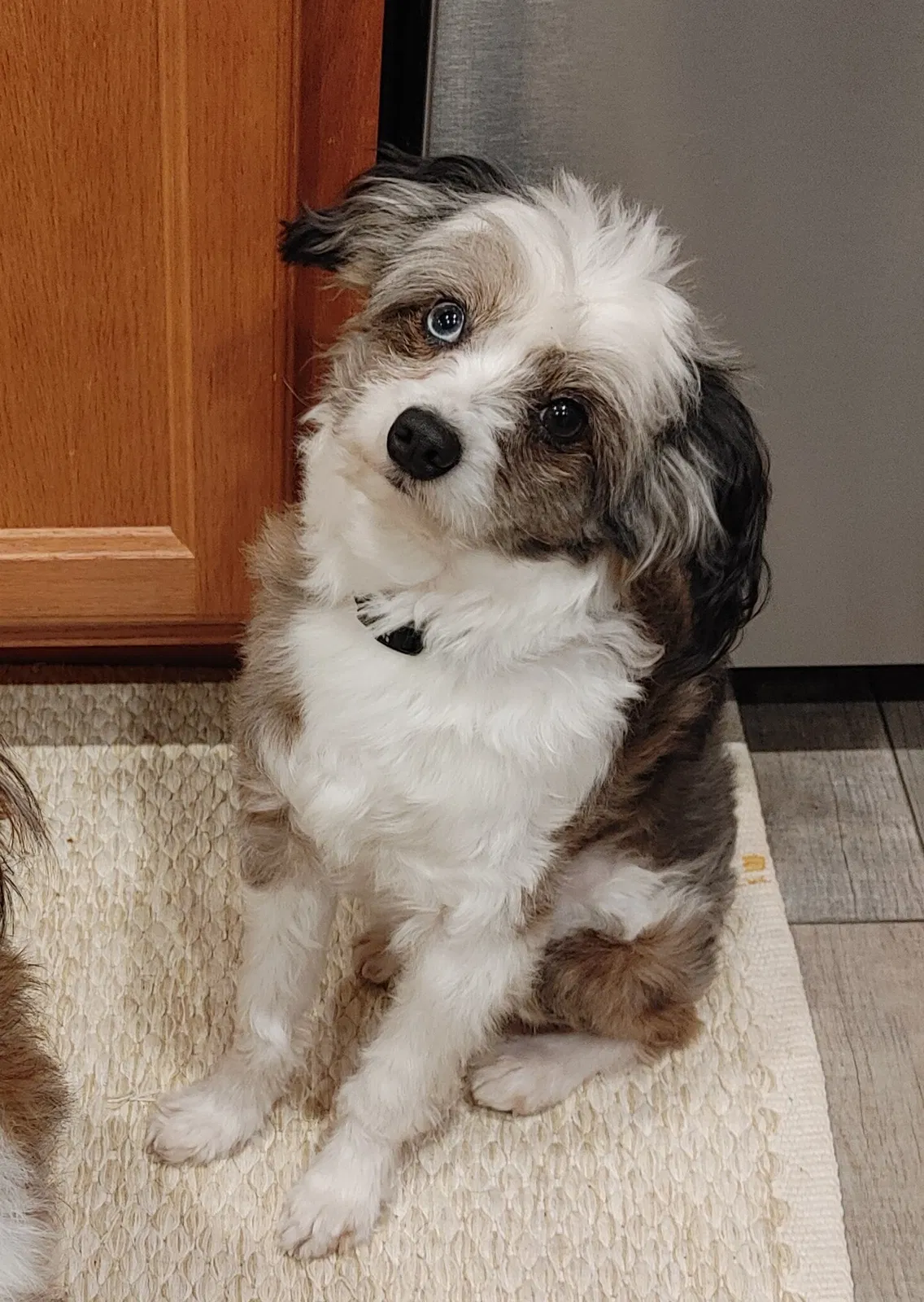 Lost dog in Ragland, AL, 35131