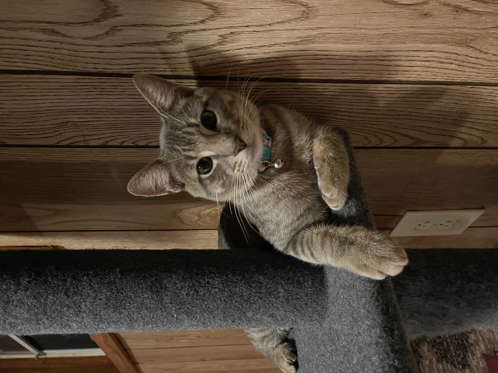 Lost cat in Rockford, IL, 61108