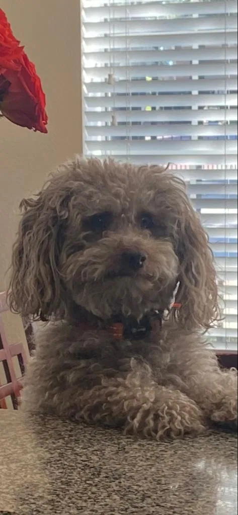 Lost dog in Houston, TX, 77057