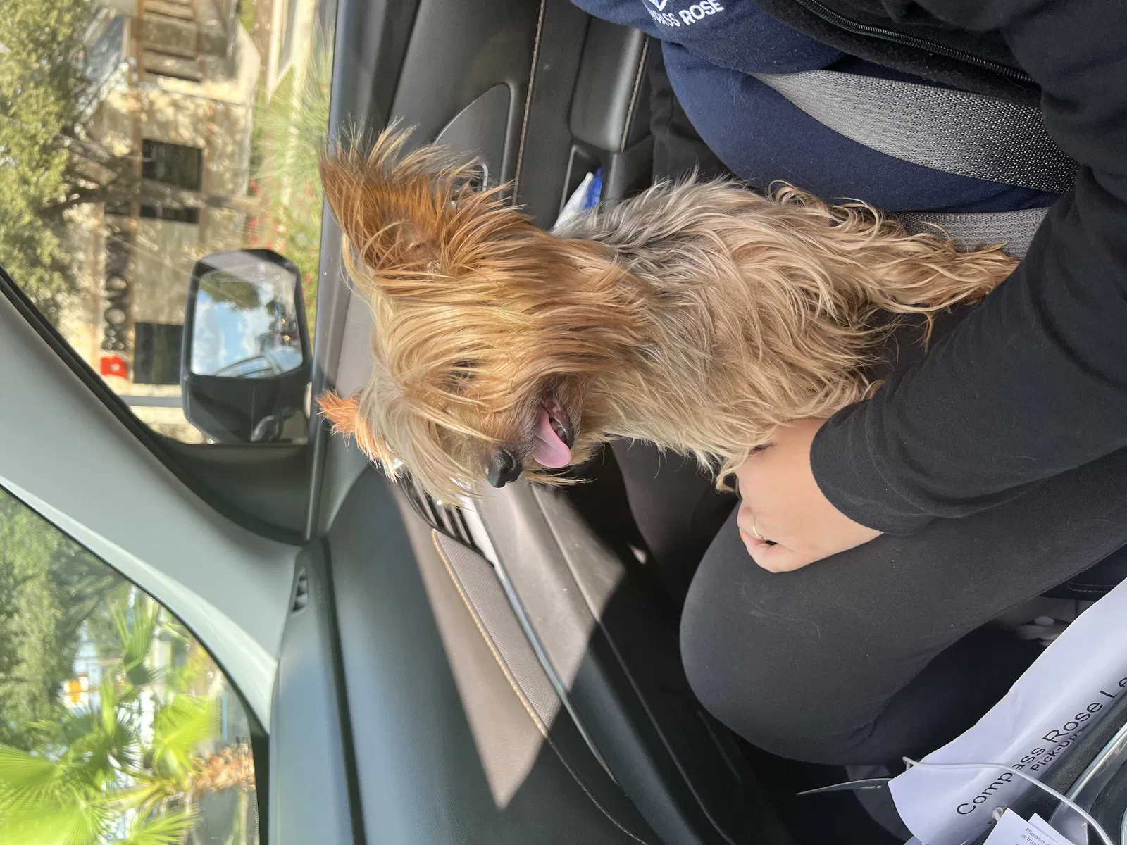 Lost dog in San Antonio, TX, 78223