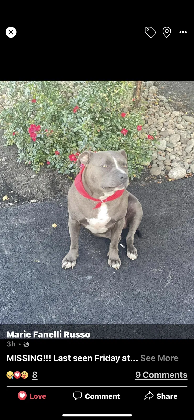 Lost dog in Highland, NY, 12528