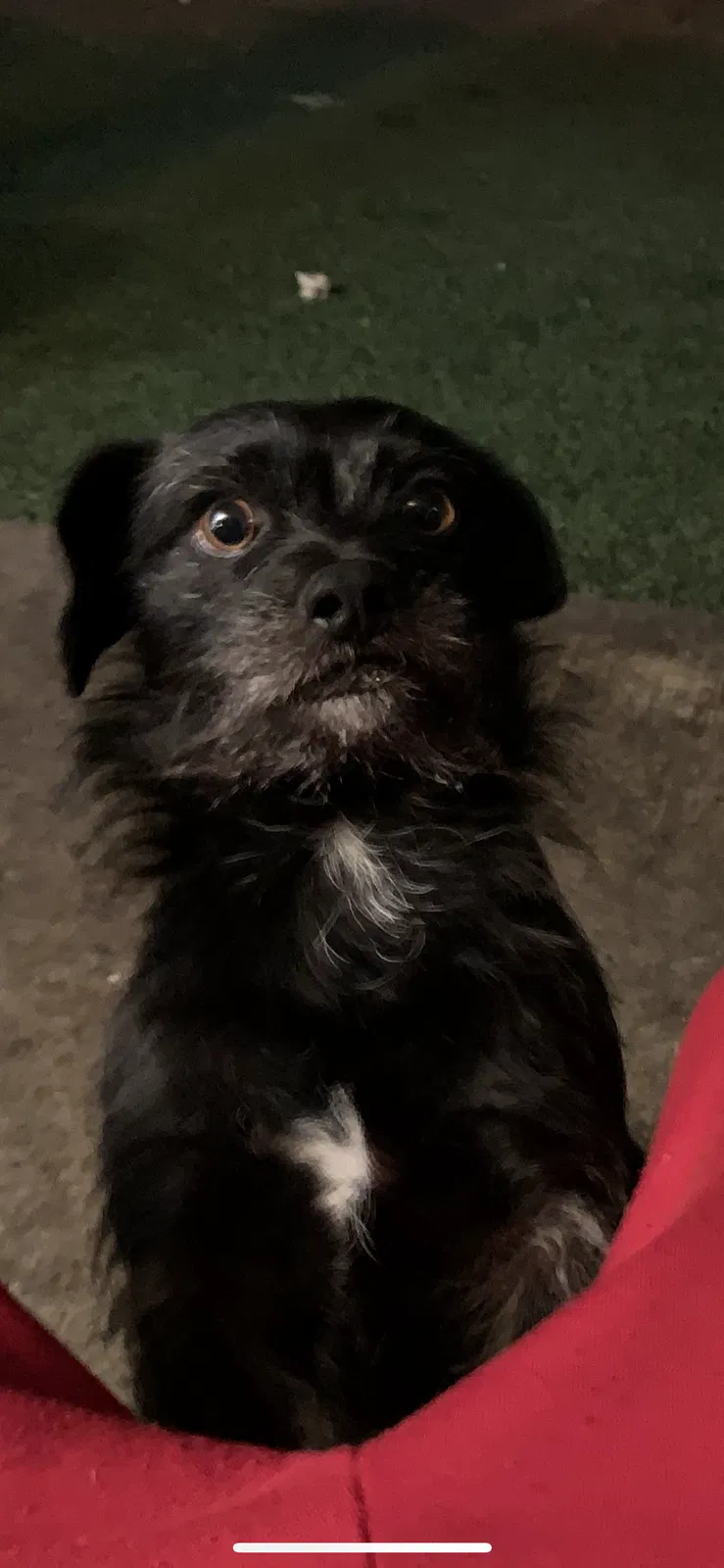 Lost dog in Escondido, CA, 92026