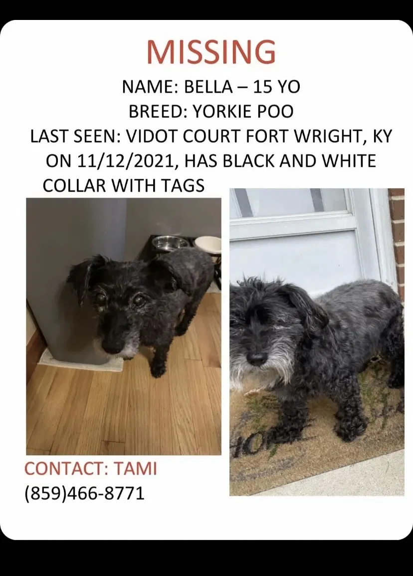 Lost dog in Covington, KY, 41011