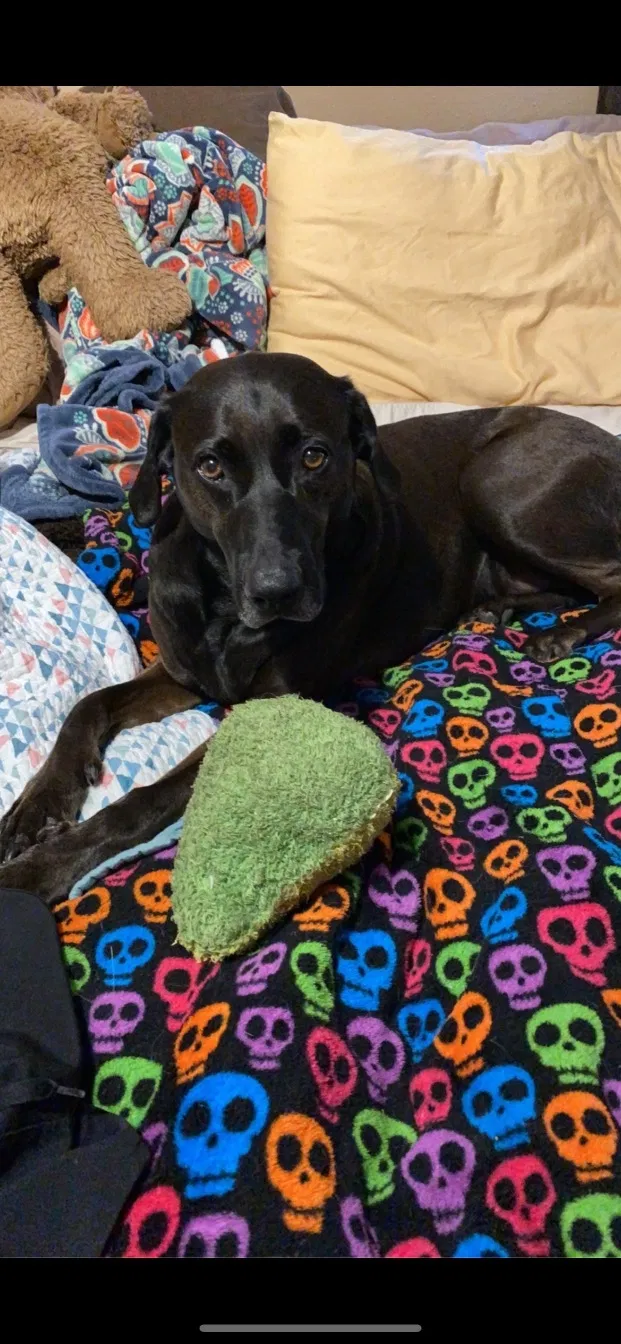 Lost dog in Cleveland, TX, 77328
