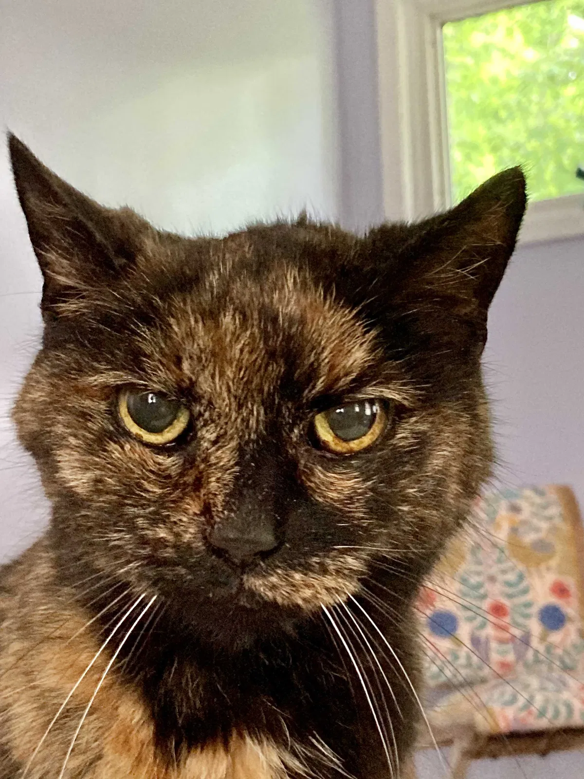 Lost cat in Pittsburgh, PA, 15202