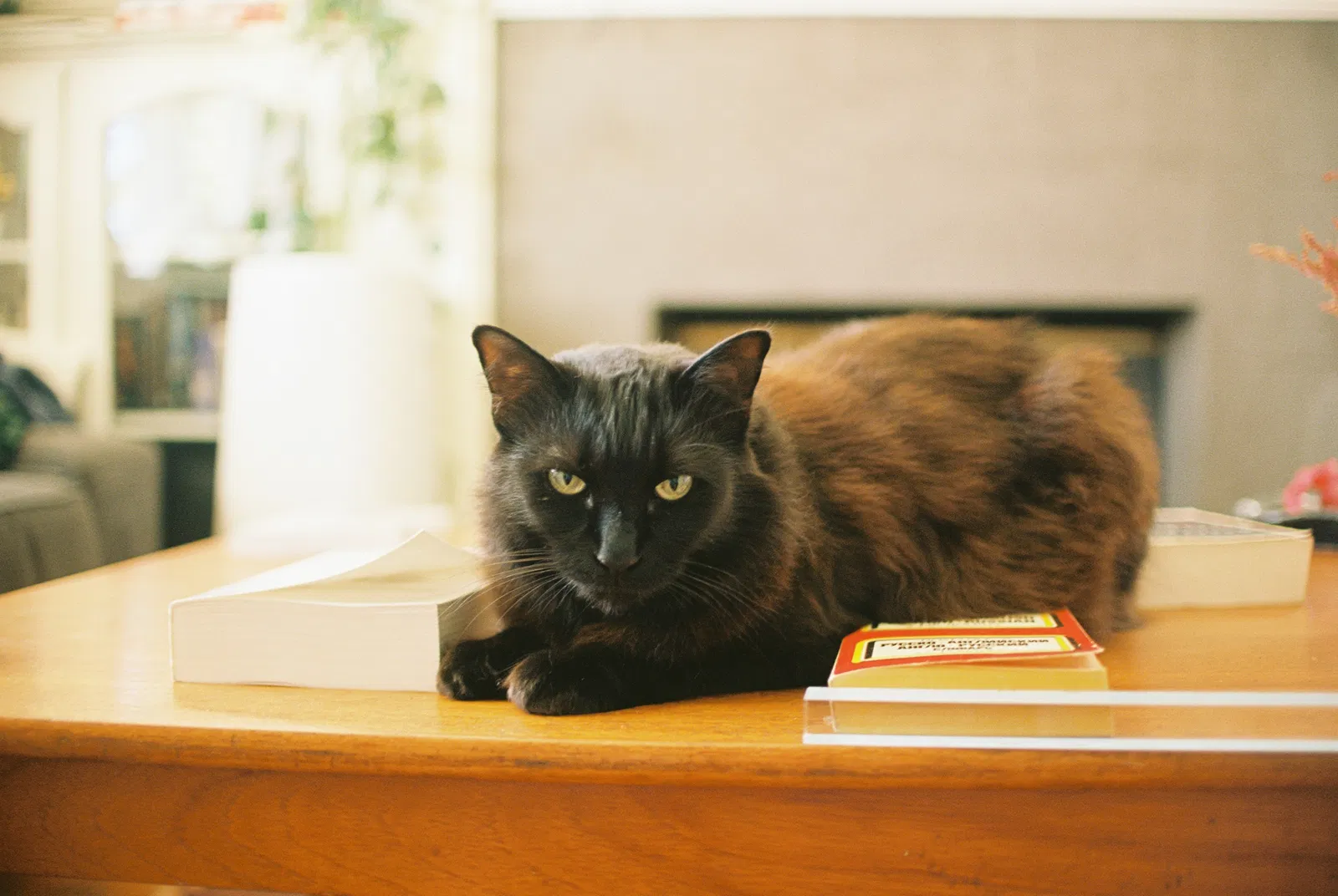 Lost cat in Los Angeles, CA, 90004