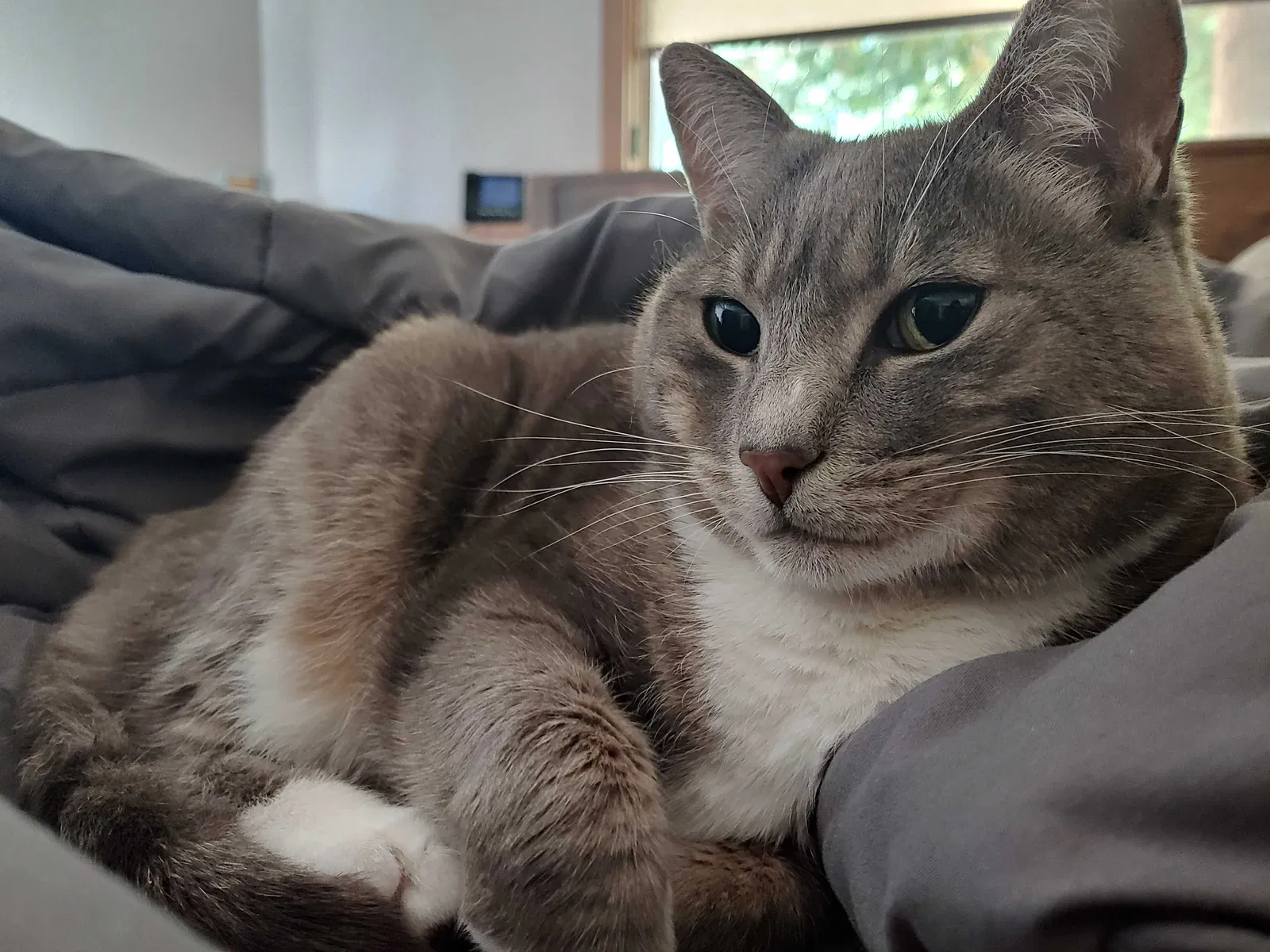 Lost cat in Mukilteo, WA, 98275