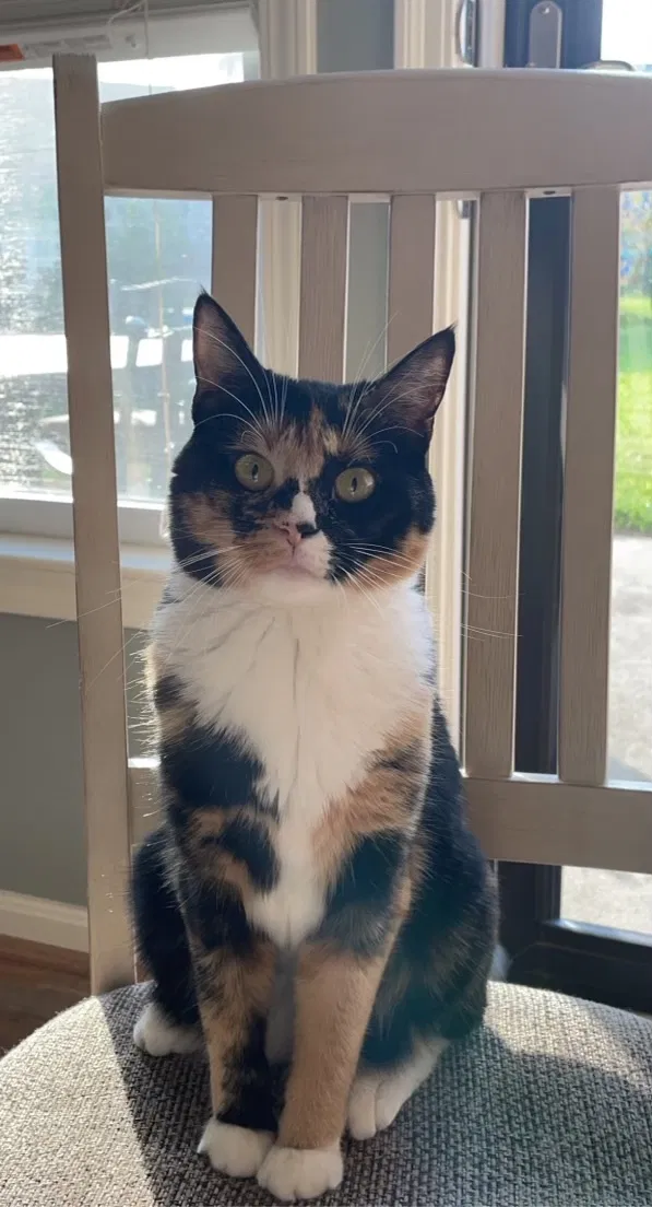 Lost cat in Newport, KY, 41076