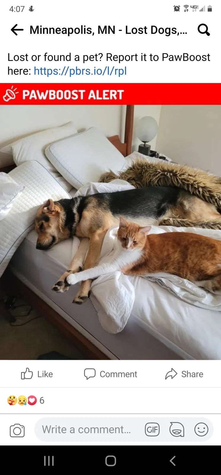Lost cat in Minneapolis, MN, 55430