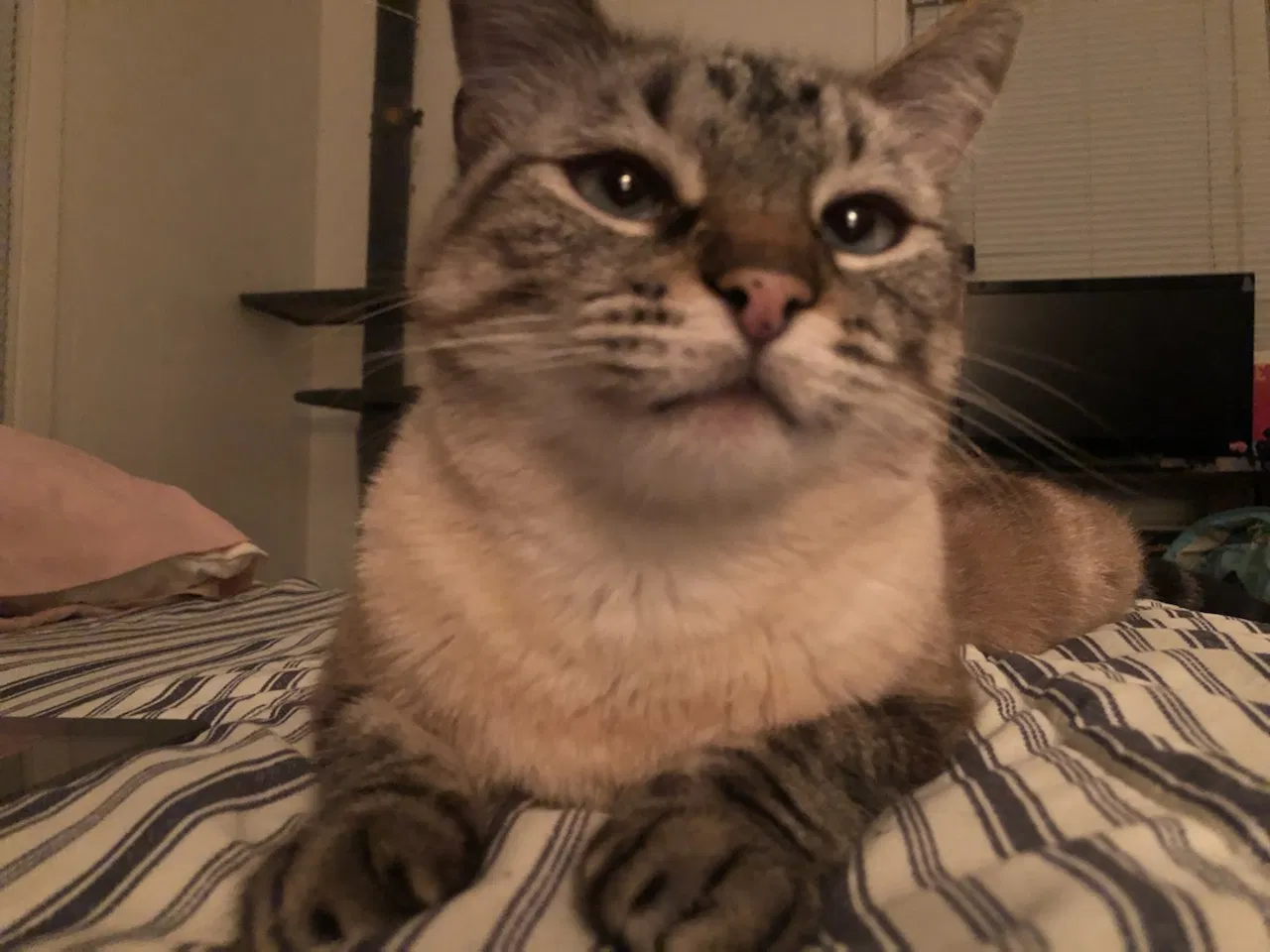Lost cat in San Marcos, TX, 78666
