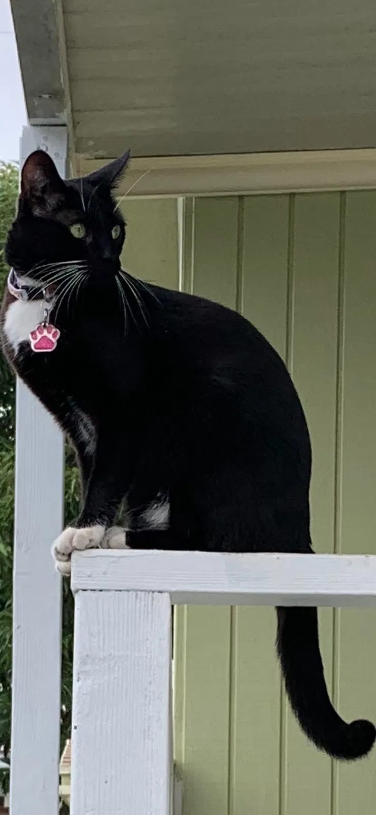 Lost cat in Canyon Country, CA, 91351