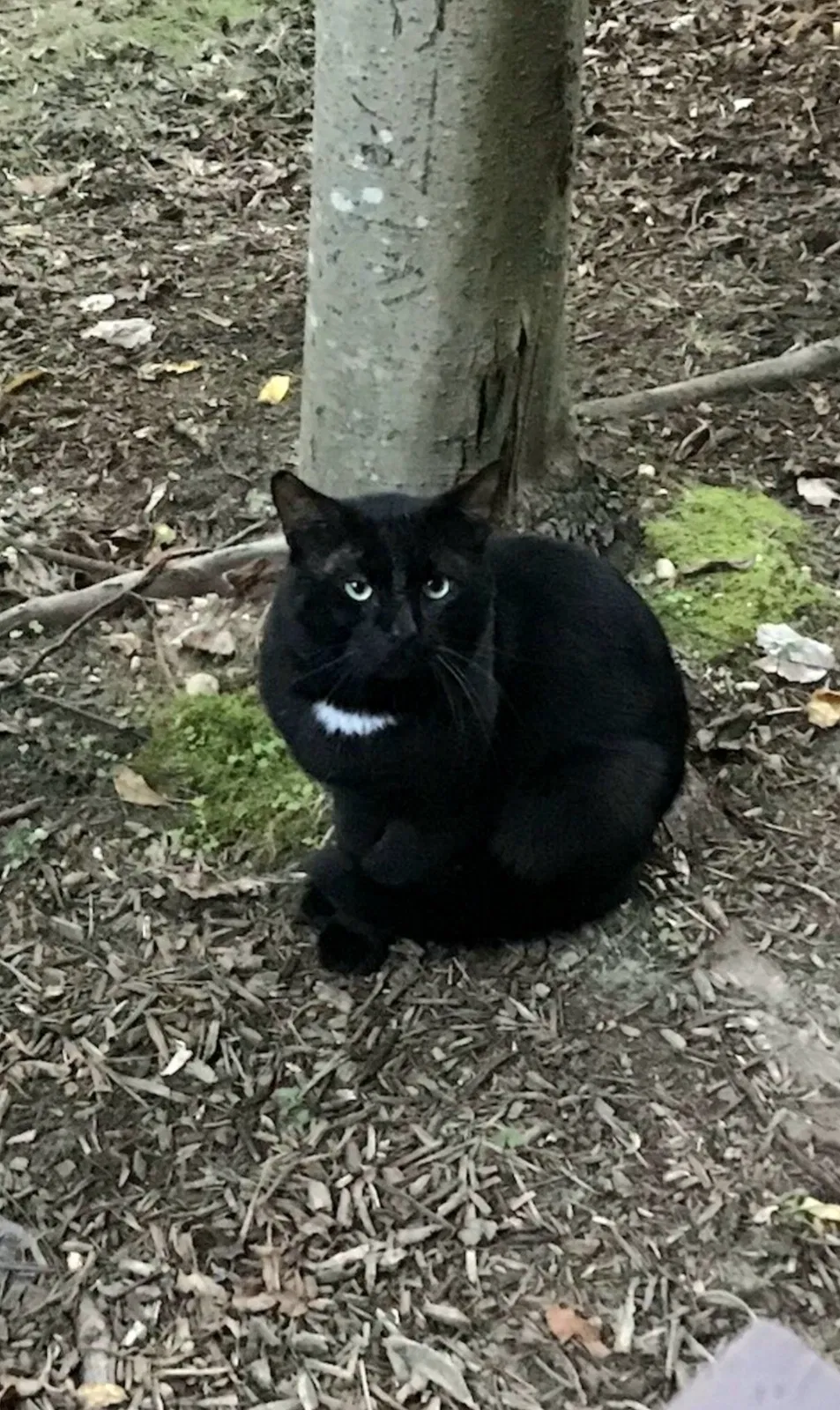 Lost cat in Cranbury, NJ, 8512