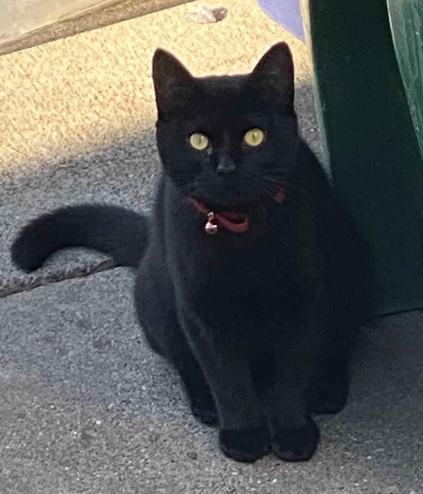 Lost cat in San Ramon, CA, 94582