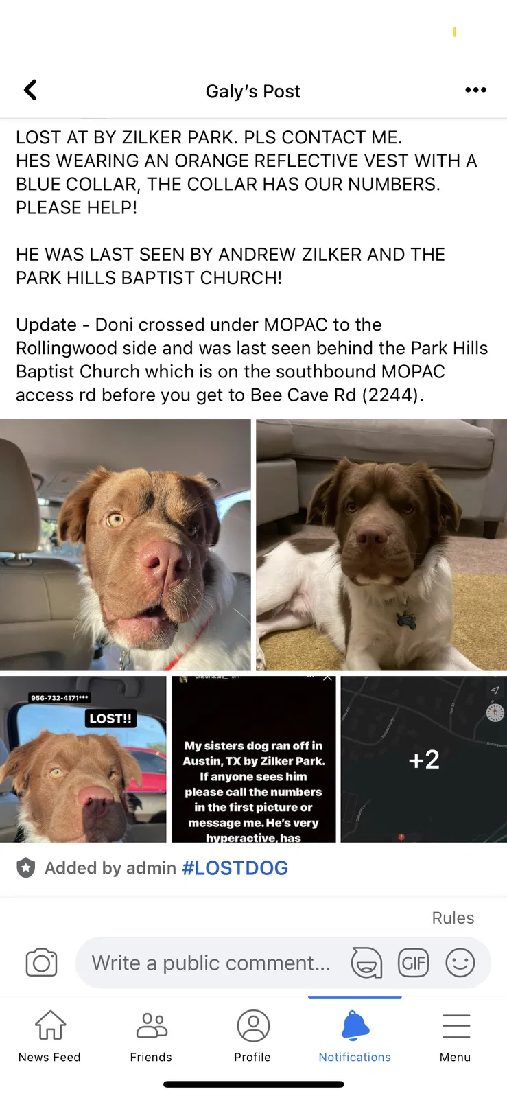 Lost dog in Austin, TX, 78749