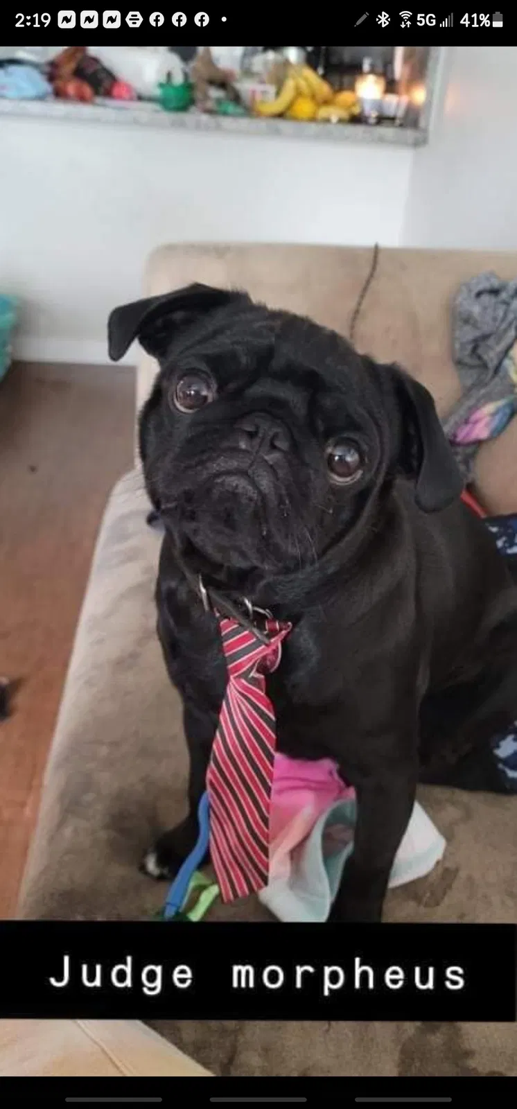 Lost dog in Muskego, WI, 53150