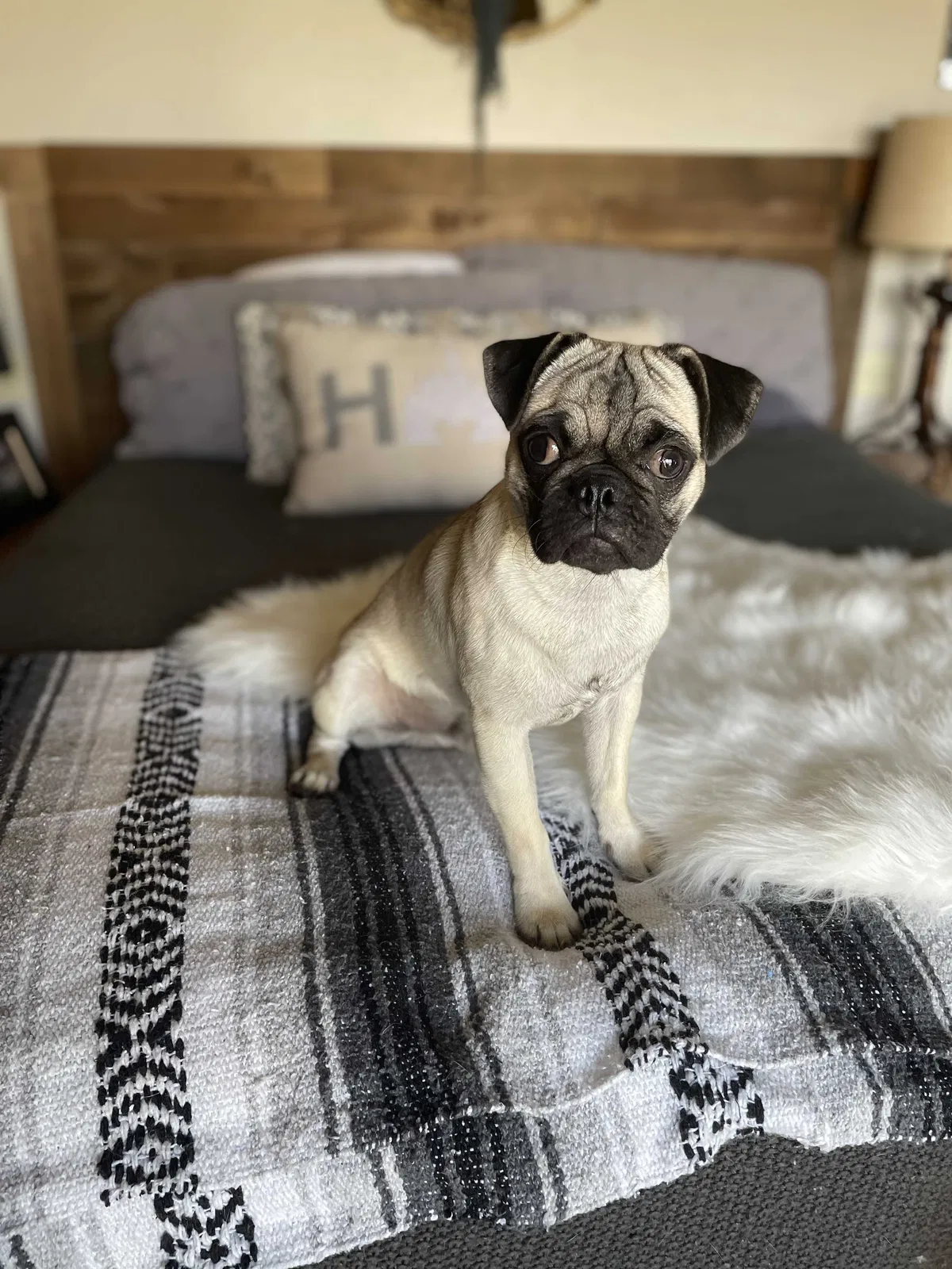Lost dog in Tucson, AZ, 85718