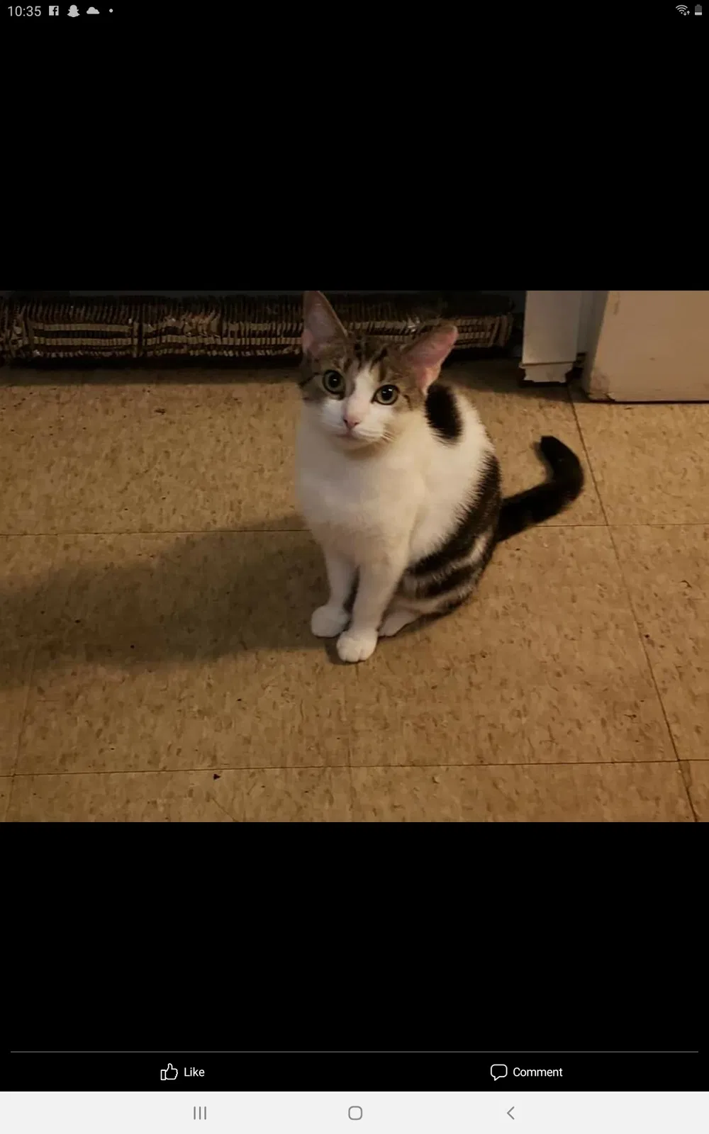 Lost cat in Bridgeport, CT, 6608