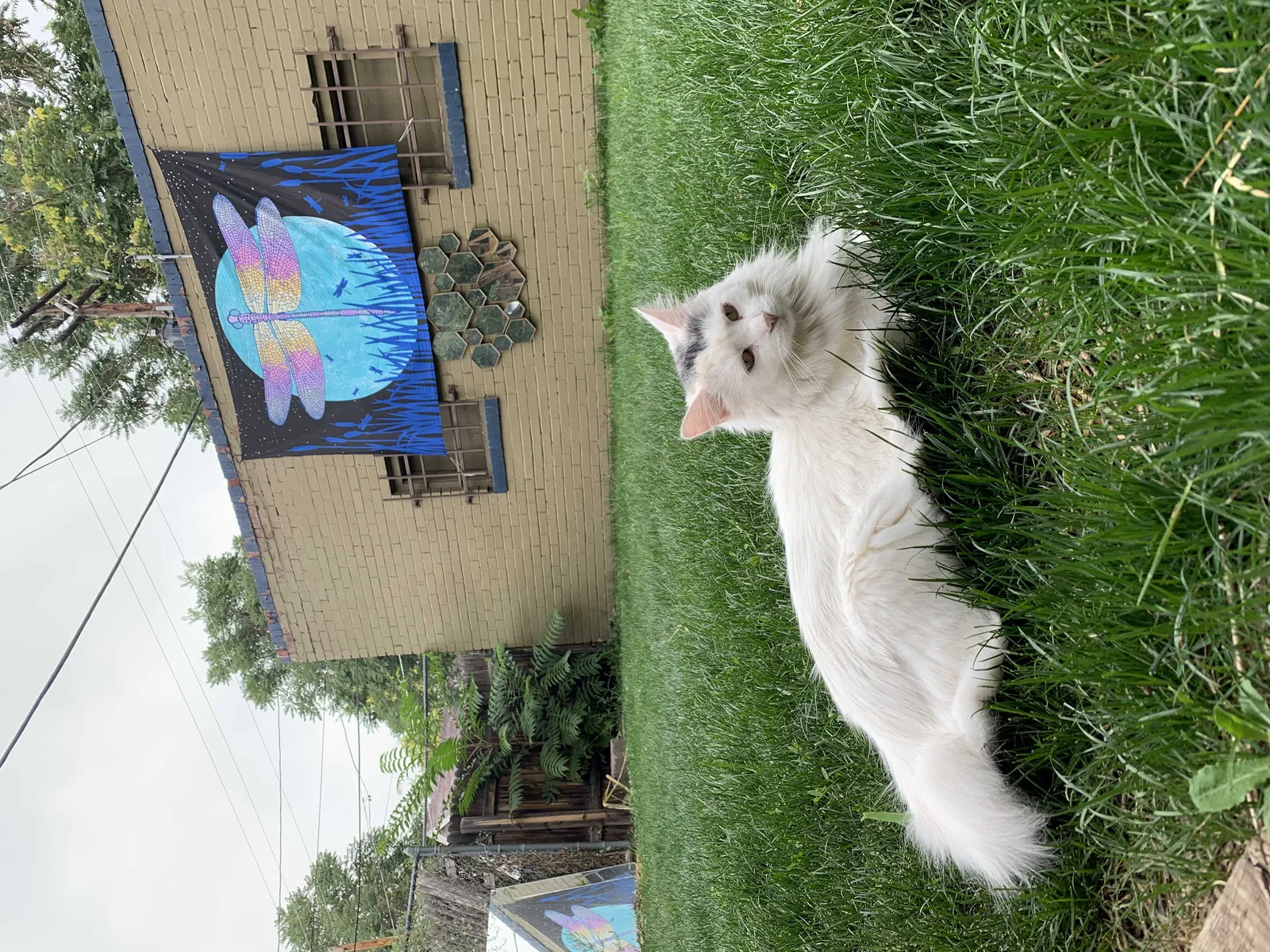 Lost cat in Denver, CO, 80218