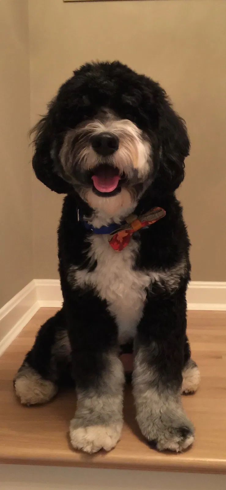 Lost dog in Cincinnati, OH, 45241