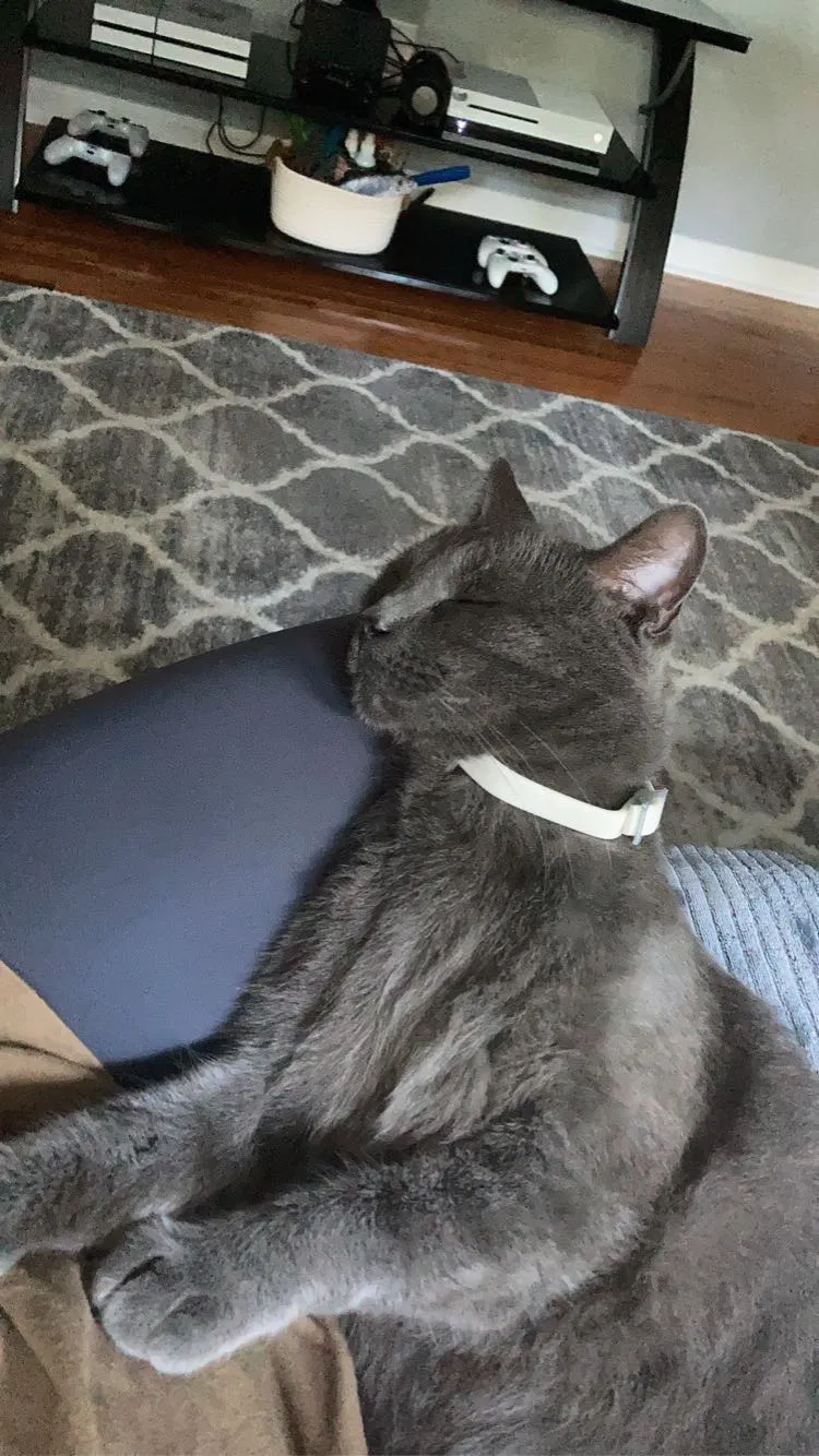 Lost cat in Norfolk, VA, 23505