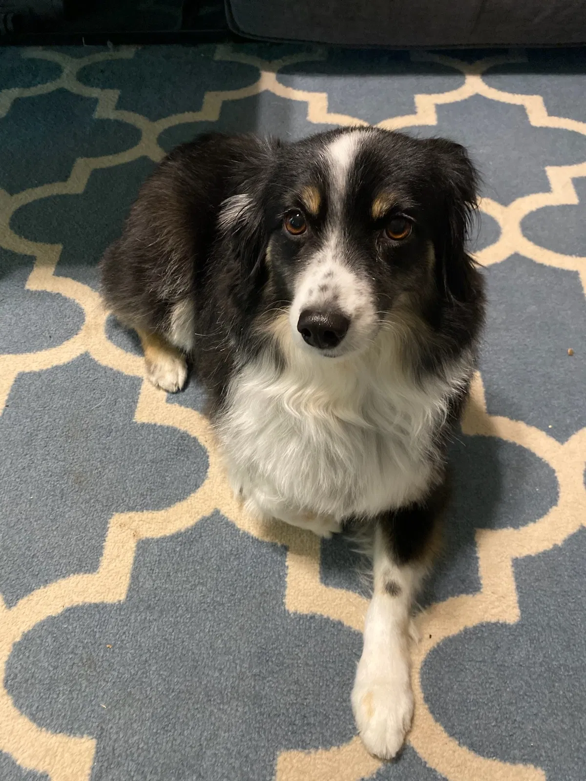 Lost dog in Lubbock, TX, 79423