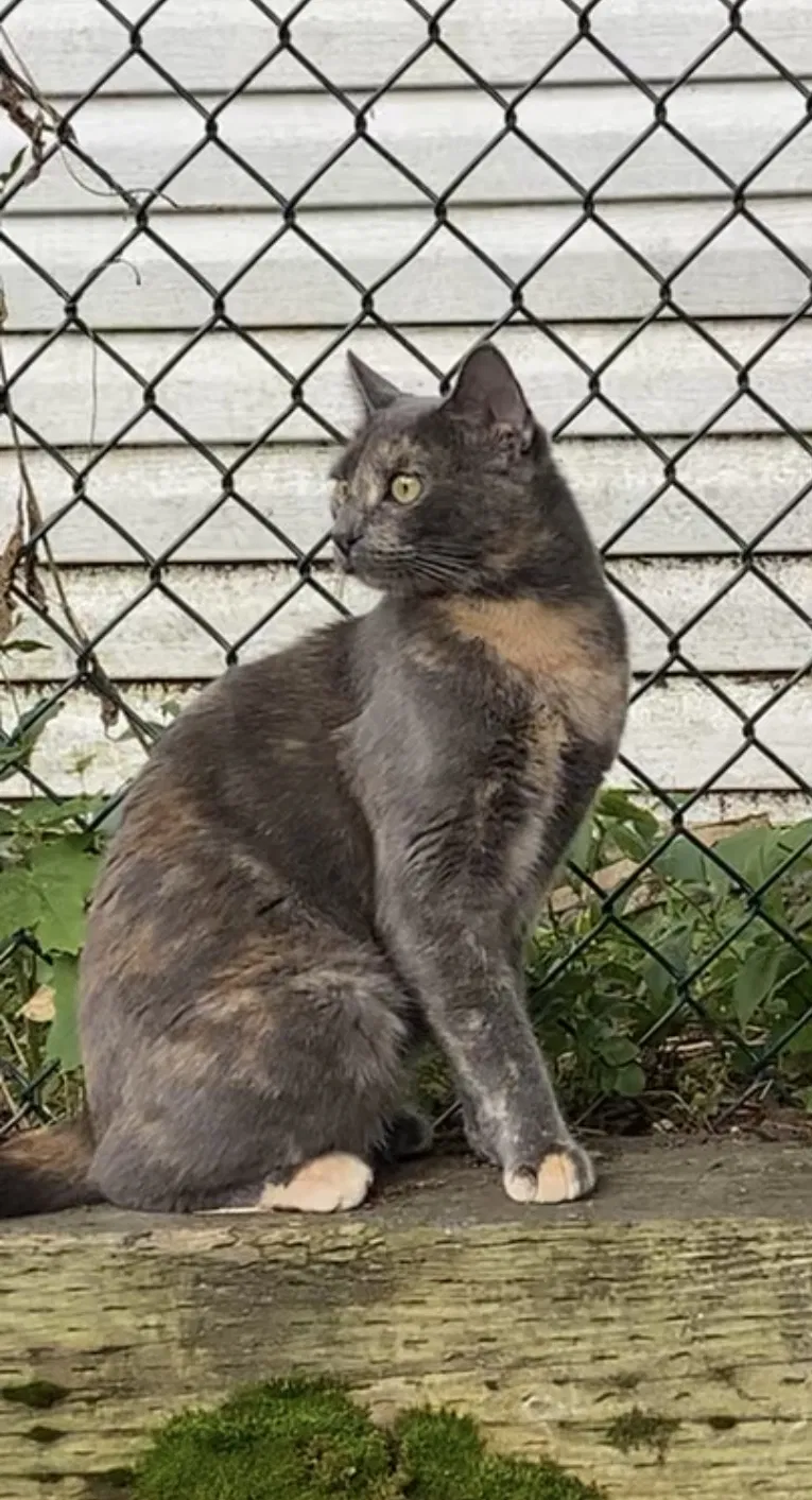 Lost cat in Everett, MA, 2149