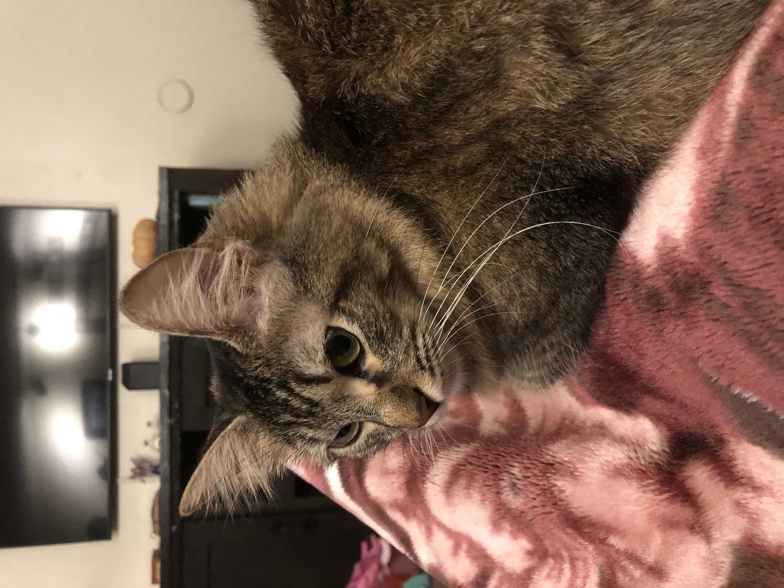 Lost cat in Santee, CA, 92071