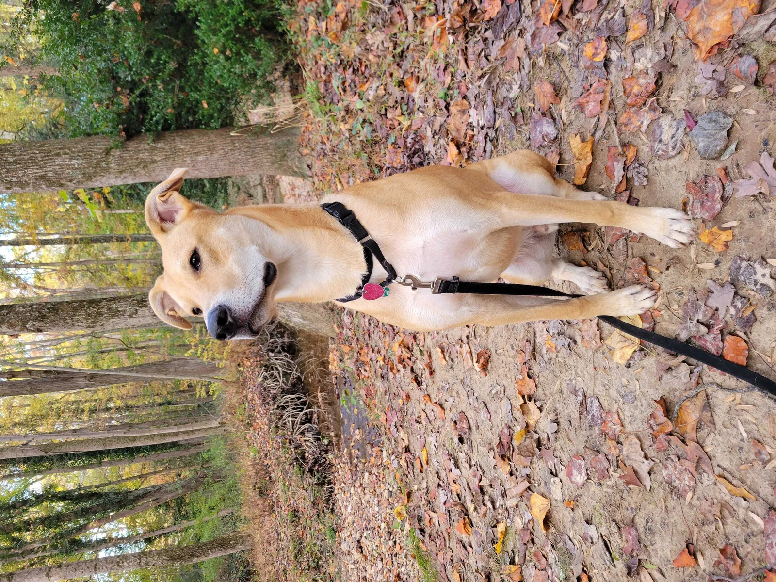 Lost dog in Fairfax, VA, 22032