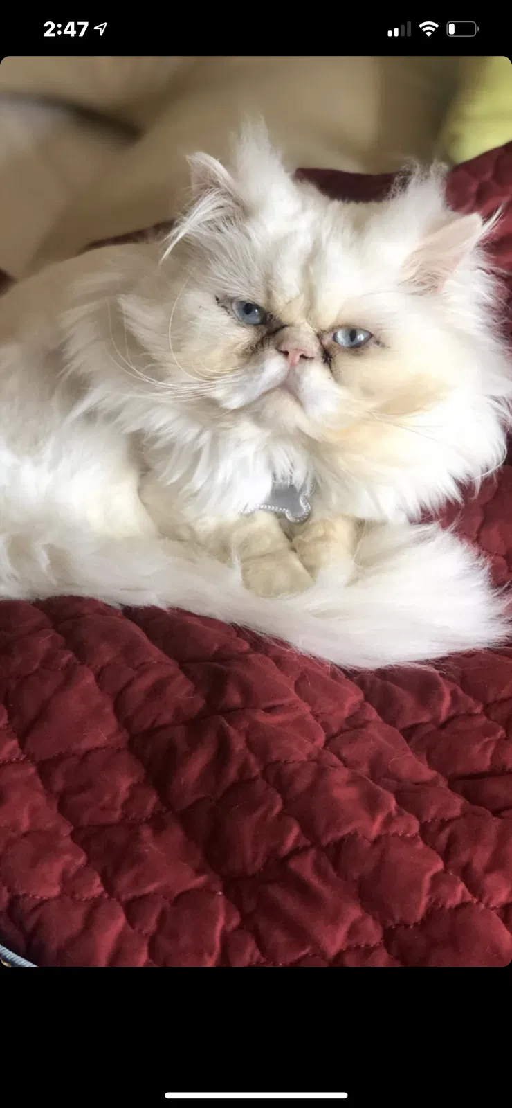 Lost cat in Rancho Cucamonga, CA, 91730
