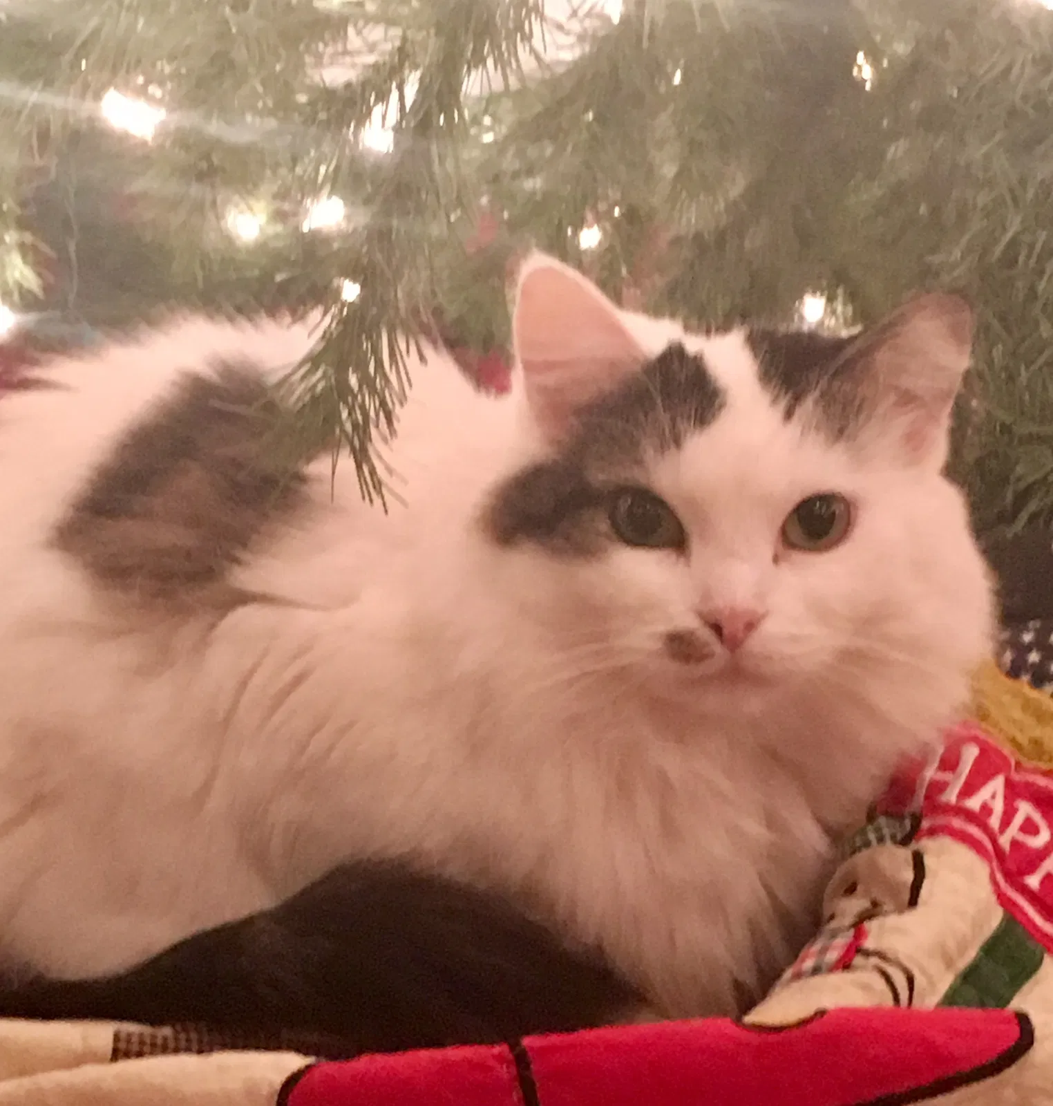 Lost cat in Charlotte, MI, 48813